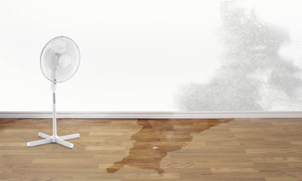 Best Ceiling water damage repair  in Dudley, NC